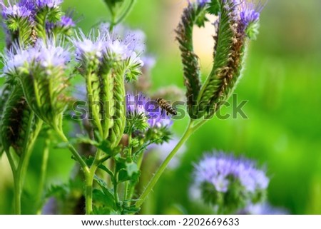 Bee and flower phacelia. Flying bee collects pollen from phacelia on a green background. Phacelia tanacetifolia (lacy). Spring and Summer backgrounds Royalty-Free Stock Photo #2202669633