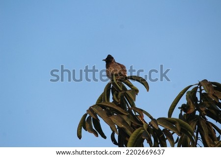 Bird Wallpaper, Bird Picture, Brown color bird