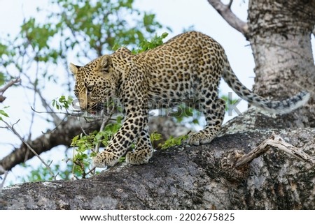 Leopard cub in the tree after hiding for a hyena in a Game Reserve in the greater Kruger region in South Africa                                
