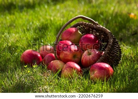 fresh apples in a basket in a garden
