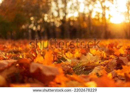 fallen yellow, orange and red leaves covering footpath in autumnal park on the foreground, selective focus
