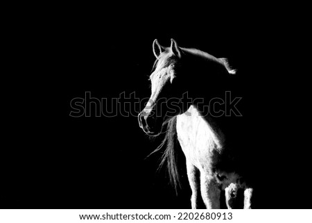 White Arabian black and white fine art photograph 