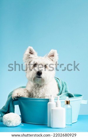 Cute West Highland White Terrier dog after bath. Dog wrapped in towel. Pet grooming concept. Copy Space. Place for text. High quality photo Royalty-Free Stock Photo #2202680929