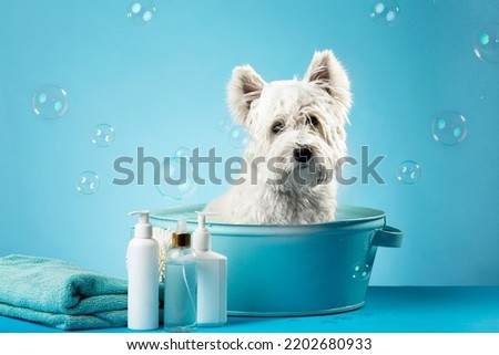 Cute West Highland White Terrier dog after bath. Dog wrapped in towel. Pet grooming concept. Copy Space. Place for text. High quality photo Royalty-Free Stock Photo #2202680933