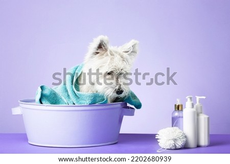 Cute West Highland White Terrier dog after bath. Dog wrapped in towel. Pet grooming concept. Copy Space. Place for text. High quality photo Royalty-Free Stock Photo #2202680939
