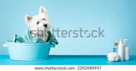 Cute West Highland White Terrier dog after bath. Dog wrapped in towel. Pet grooming concept. Copy Space. Place for text. High quality photo Royalty-Free Stock Photo #2202680947