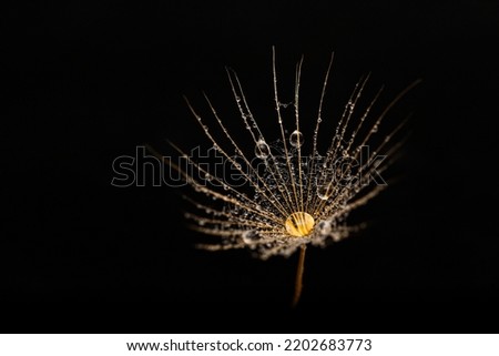 Beautiful shiny dew drops on a dandelion seed. Close-up macro. Sparkling bokeh.