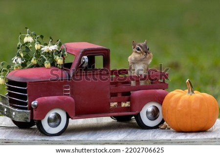 Adorable Eastern Chipmunk searches for snacks in Fall Autumn scene with classic red truck and pumpkin