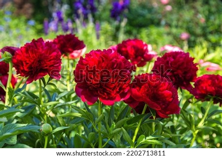 Red Peony albiflora. Paeonia officinalis Command Performance in the garden