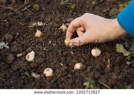 a hand holds a muscari bulb before planting in the ground Royalty-Free Stock Photo #2202713827