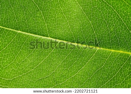 Macro green leaf texture with beautiful relief facture of plant, close up macro photo. Greenish relief texture of leaf, detailed nature background, fresh pure nature concept Royalty-Free Stock Photo #2202721121