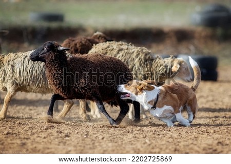 Welsh Corgi Cardigan Pembroke herding sheep