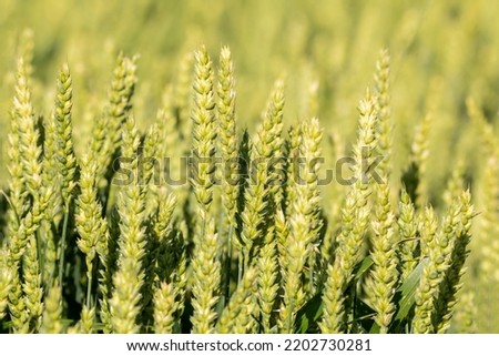Common wheat (Triticum aestivum), also known as bread wheat growing on the field Royalty-Free Stock Photo #2202730281