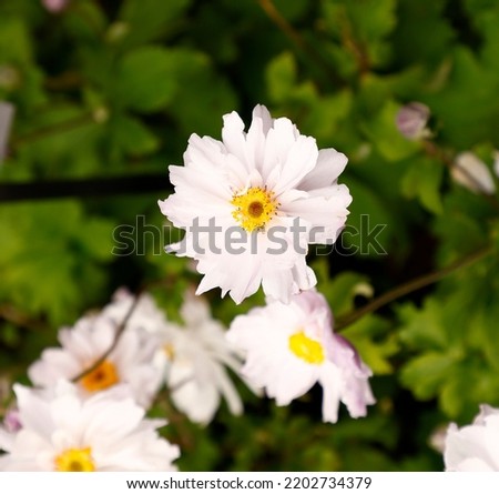 Close up of white flowers with a hint of pink of the herbaceous perennial Anemone Frilly Knickers flowering garden plant. Royalty-Free Stock Photo #2202734379
