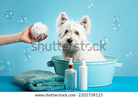 Cute West Highland White Terrier dog after bath. Dog wrapped in towel. Pet grooming concept. Copy Space. Place for text. High quality photo Royalty-Free Stock Photo #2202738125
