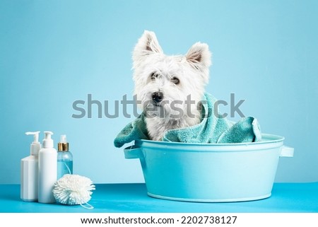 Cute West Highland White Terrier dog after bath. Dog wrapped in towel. Pet grooming concept. Copy Space. Place for text. High quality photo Royalty-Free Stock Photo #2202738127