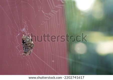 Side view of a spotted orbweaver spider, Neoscona Crucifera, on its web attached to a wooden deck painted red. This macro photo was taken in the morning on a late summer day.  Royalty-Free Stock Photo #2202741617
