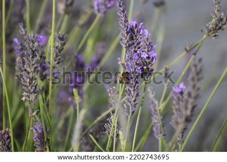 Picture of a bee harvesting pollen from a lavender plant