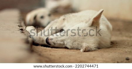 Street Dog Lying Down Sleeping
Sleeping Dog
Street Dog Photography
Wild Life
