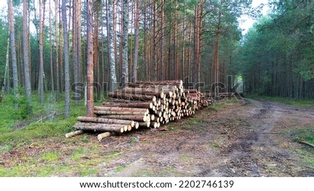 As a result of sanitary felling of trees at the edge of the mixed forest along the road, a stack of logs was stacked for subsequent removal for industrial processing Royalty-Free Stock Photo #2202746139