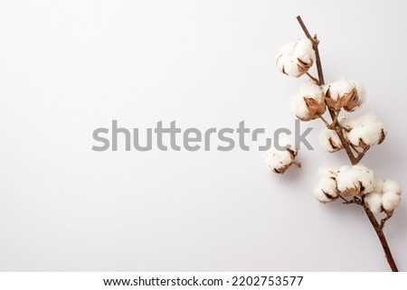 Photo of cotton branch on isolated white background with copyspace