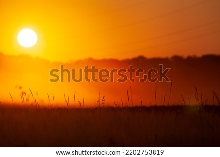Orange glow and silhouettes of grass against the background of the sunset. Background blur and shine of sun rays