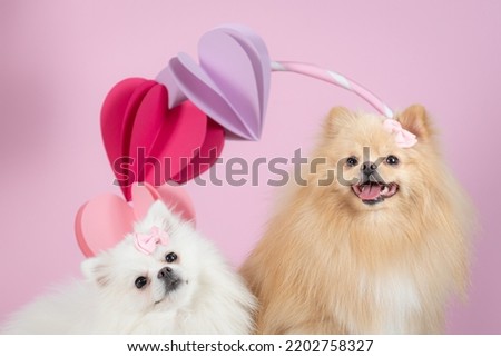 dog photographed in photo studio for stock photography