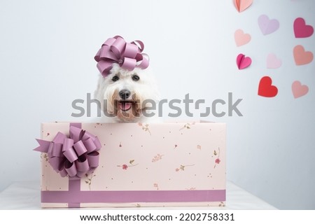 dog photographed in photo studio for stock photography