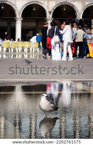 A seagull stands in the water of a puddle in the town square. Unrecognizable people, tourists and a building stand in the background