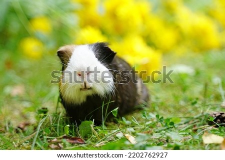 guinea pig in grass and yellow flowers.