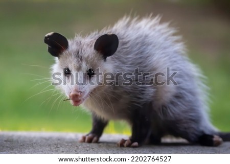 The Virginia opossum (Didelphis virginiana). This year's older cub came to drink at the human dwelling.