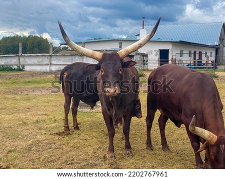 buffalo horns are very large