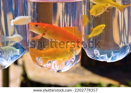 Goldfish, koi. Sale and aquarium maintenance