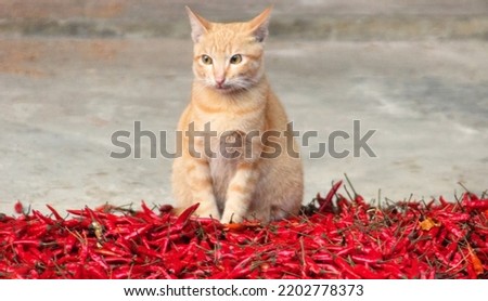 Lankan rufous tabby cat was perched on pile of red hot pepper. Spicy food in Southeast Asia concept: even eastern cats "love with pepper" (vindaloo) (piquancy). For spice marketing suitable picture 