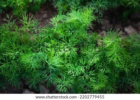Fresh young dill growing in rows on a vegetable patch, top view, close-up. Dill greens as a background.
