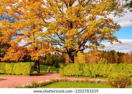 Oak tree in autumn foliage in Pavlovsky park, Pavlovsk, Saint Petersburg, Russia