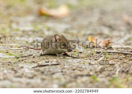 House mouse (Mus musculus) on the ground. Royalty-Free Stock Photo #2202784949