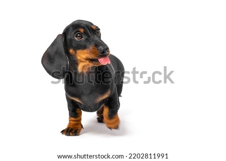 Naughty dachshund puppy amusingly raised his paw and shows his tongue. Naughty dog teases owner. Royalty-Free Stock Photo #2202811991