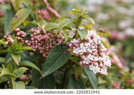 Evergreen Shrub - Spring Bouquet Viburnum Tinus - High Resolution Image With Blurred Background