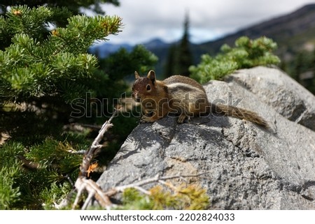 A small ground squirrel sitting on a small boulder in the shade of a young pine tree at Mt. Rainier National Park. Royalty-Free Stock Photo #2202824033