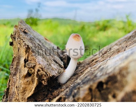 Mushroom growing on a wood stump with natural colors, white, brown and the background is blue sky and white clouds