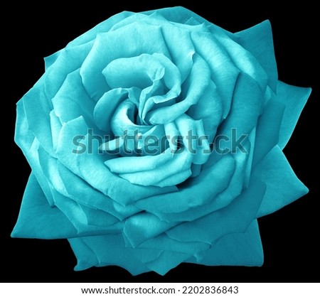 Turquoise   rose flower  on black  isolated background with clipping path. Closeup. For design. Nature. 