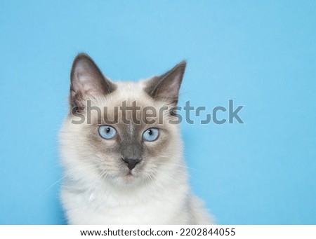 close up portrait of a diluted seal point siamese kitten looking slightly to viewers right. Blue background with copy space. Royalty-Free Stock Photo #2202844055