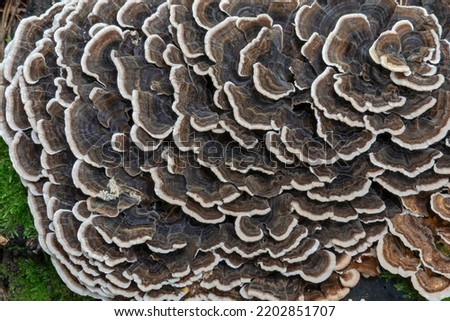 Trametes versicolor growing in the forest. The mushroom is also known as Turkey tail , Coriolus versicolor or Polyporus versicolor.