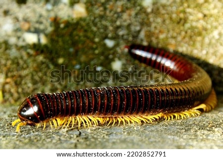 an asian milipede, this milipede has several 30 cm long legs. Millipedes are the Order of members of invertebrates that are included in the Arthropod phylum Royalty-Free Stock Photo #2202852791