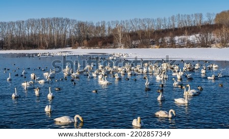 A flock of white swans and ducks winters on a non-freezing lake. Ripples and reflections on blue water. Several waterfowl are resting on the snow-covered shore. Clear sky. Altai. Lake Svetloye