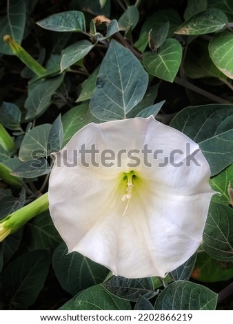 Beautiful big white flower of datura is ordinary on green leaves background. Stinky datura. Nightshade. Datúra stramónium. Nature backdrop.