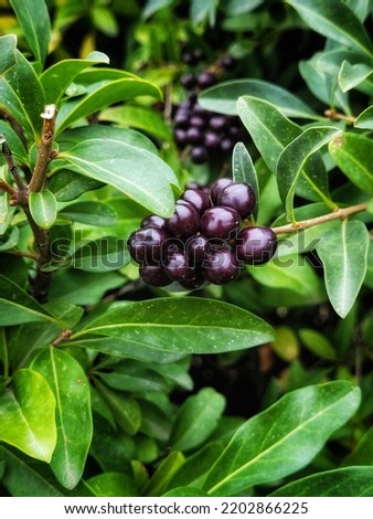 Privet evergreen bush background. Wolf berries on a green bush. Poisonous berries on a branch with a beautiful green background.