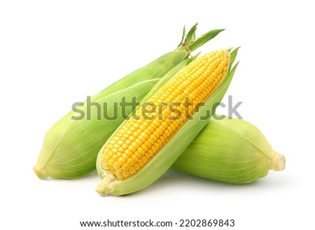 Fresh yellow corn isolated on white background. Clipping path. Royalty-Free Stock Photo #2202869843