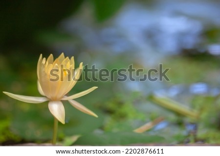 Detail of a yellow water lily in a zen garden